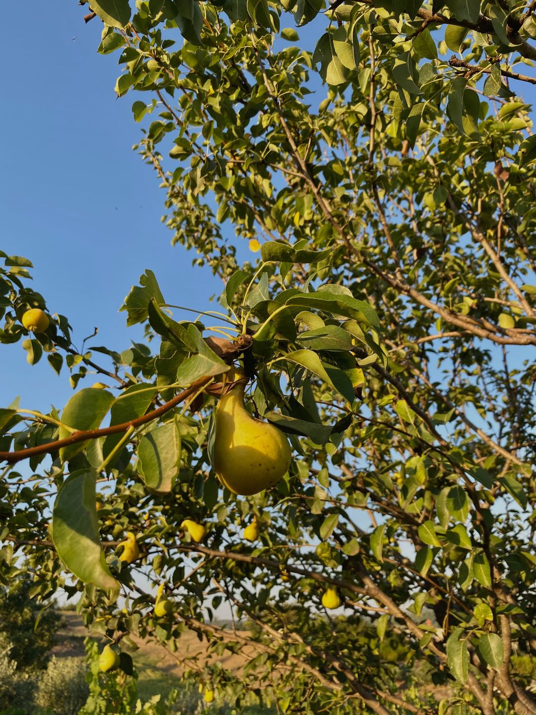Green pears ripening on the branch in late-afternoon sun